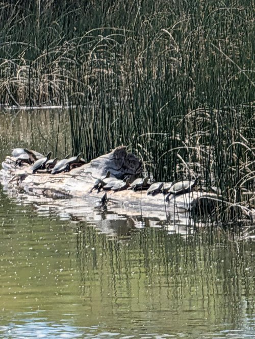 Townsend turtles June 26.jpg
