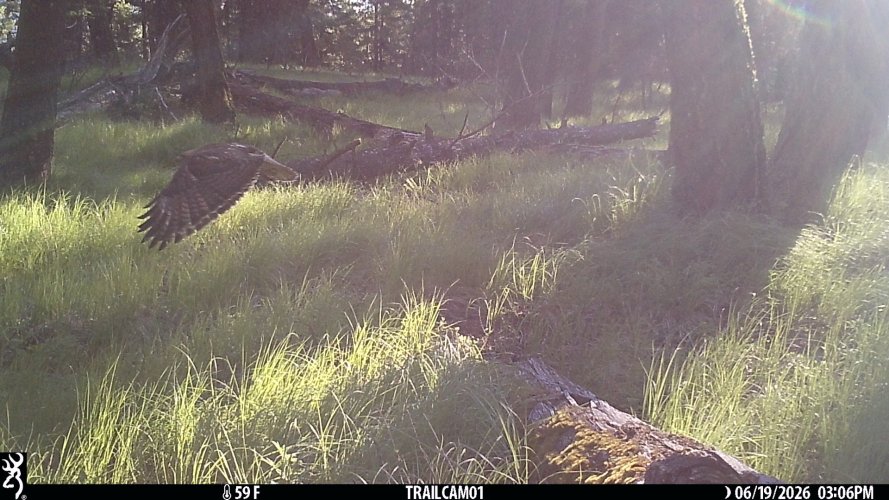 redtail hawk grass knoll june 2026.JPG