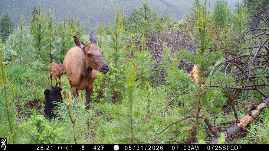 2026-05-31 First Calf of '26.JPG