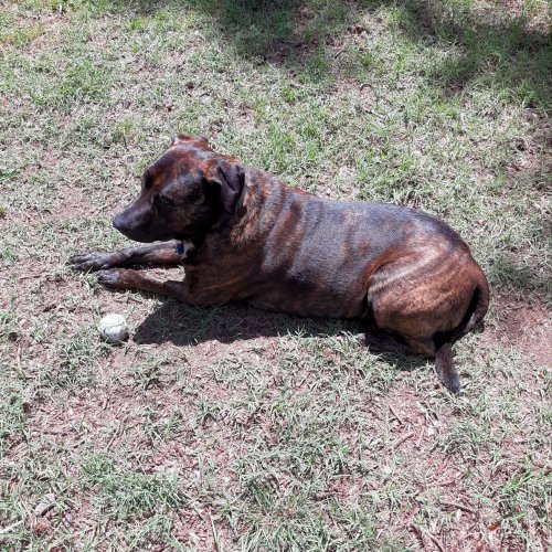 Reggie.Backyard.Sun.jpg