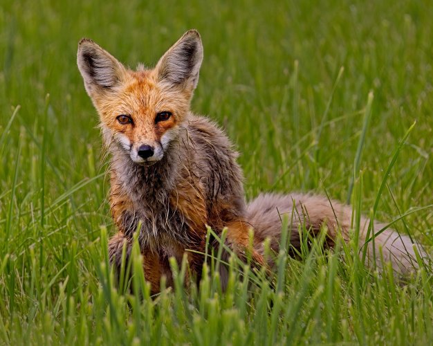 fox_27June2026.jpg