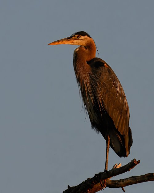 DSC_3158-2.jpg