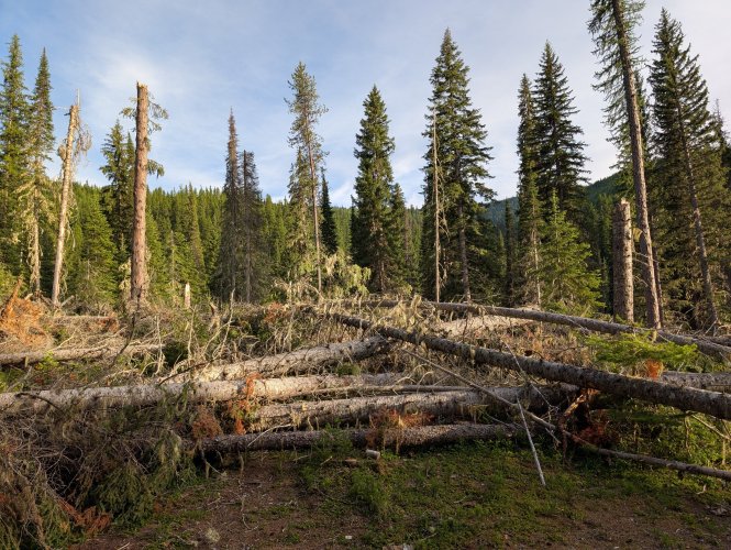 trees down.jpg trees down.jpg