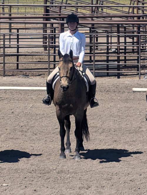 Dressage..jpg Dressage..jpg