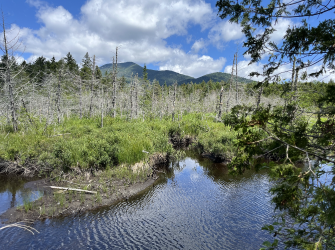 swamp screenshot].png