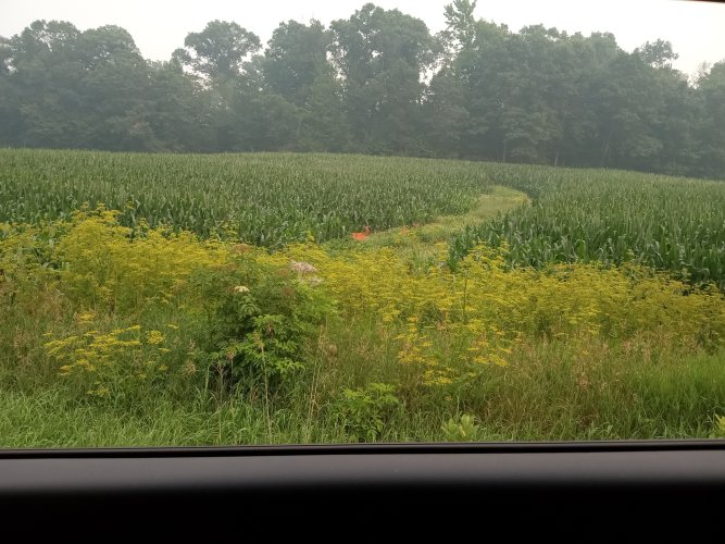 cornfields.jpg