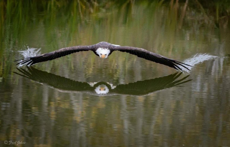 eagle.jpg