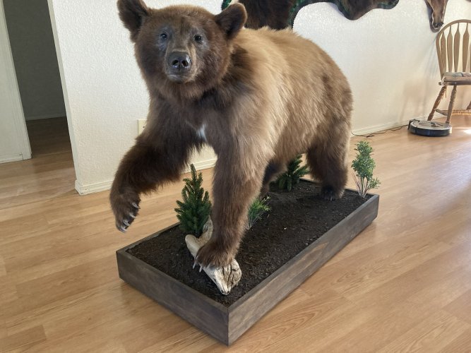 bear1 - Copy.jpg