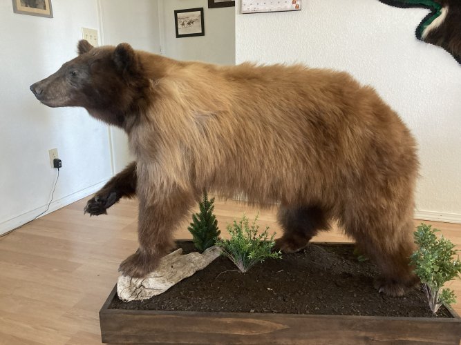 bear2 - Copy.jpg