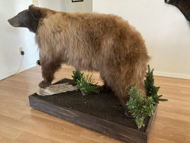 bear3 - Copy.jpg