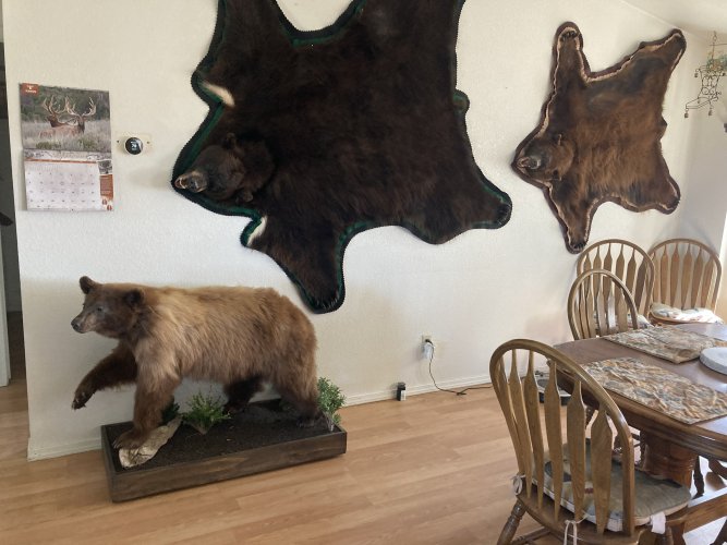 bear4.jpg