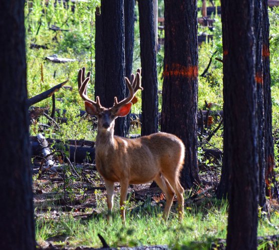 buck 3.jpeg