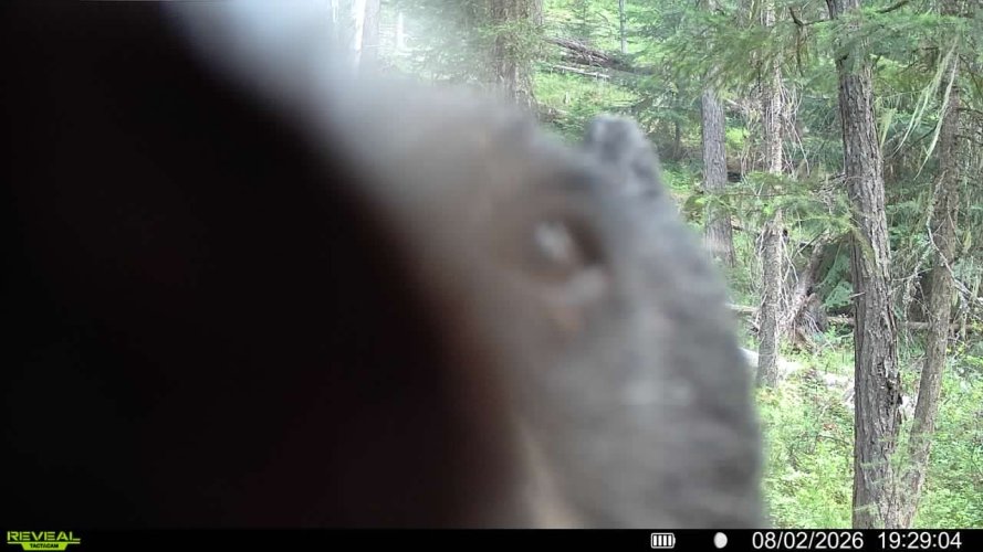 Bear on cam.jpg