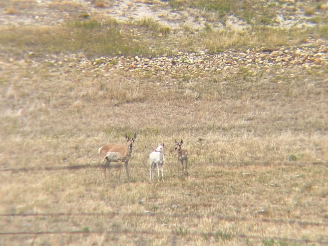 albino-lope.jpg
