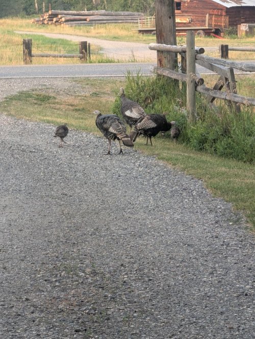 Turkeys, Aug 4th..jpg