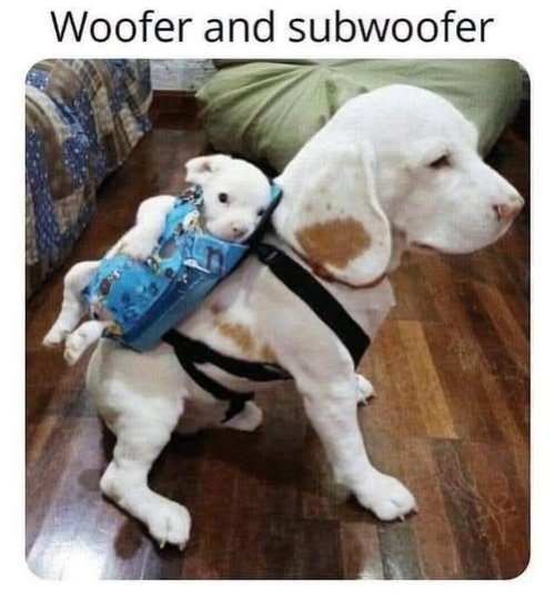 woofer.jpg