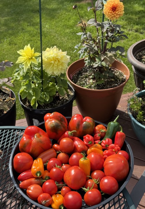 Daily Harvest.jpeg