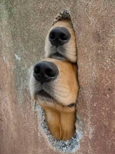 snooters.jpeg snooters.jpeg