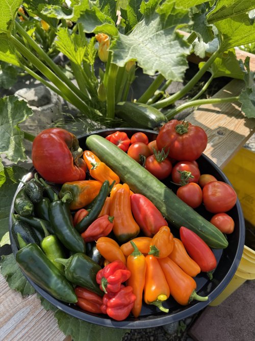 Alaska greenhouse.jpeg