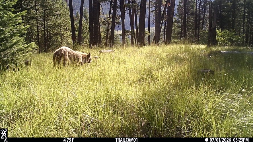 blonde black bear july 2026 wolf knob.JPG
