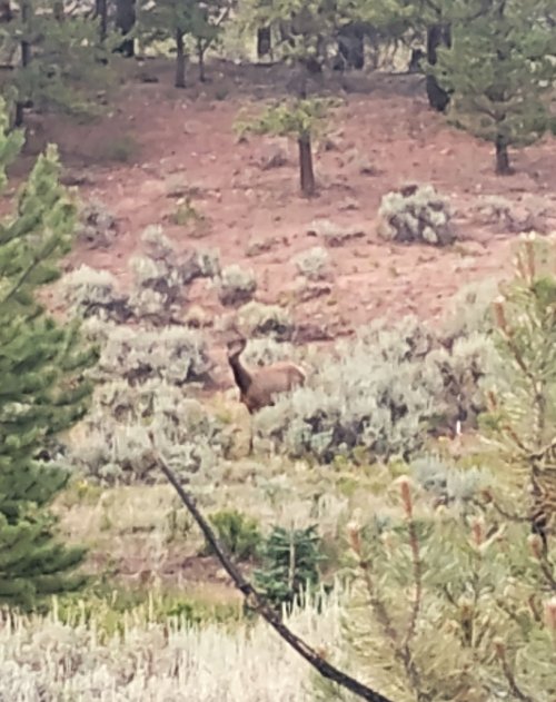 elk cow garden of eden.jpg