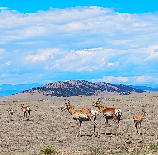 pronghorn herd 11 mile.jpg