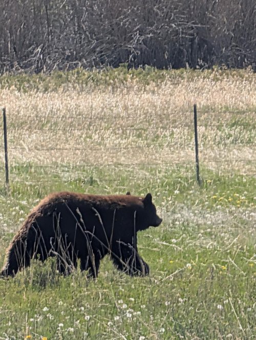 May 10 Mothers Day bear.jpg May 10 Mothers Day bear.jpg