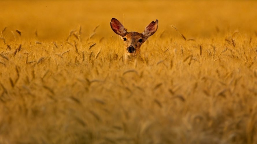 wheat_deer_17Aug2026.jpg wheat_deer_17Aug2026.jpg