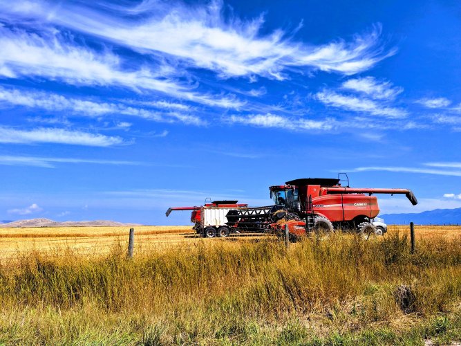 wheat_harvest.jpg wheat_harvest.jpg