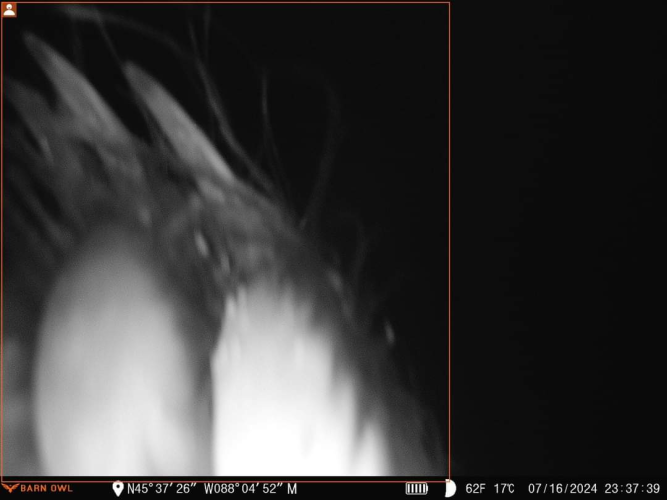Bear paw.png