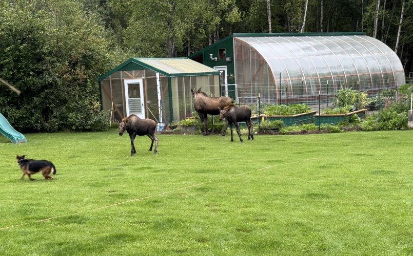 ak garden.jpeg