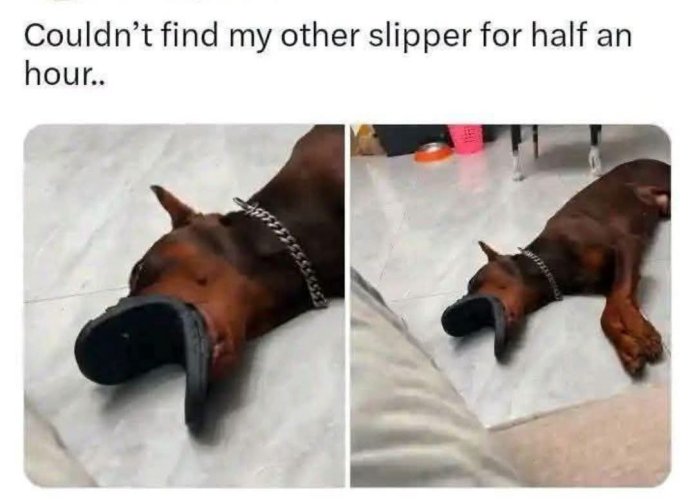 slipper.jpg