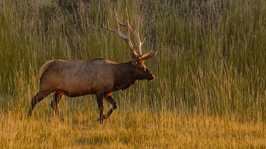 bull_elk_24Aug2026.jpg