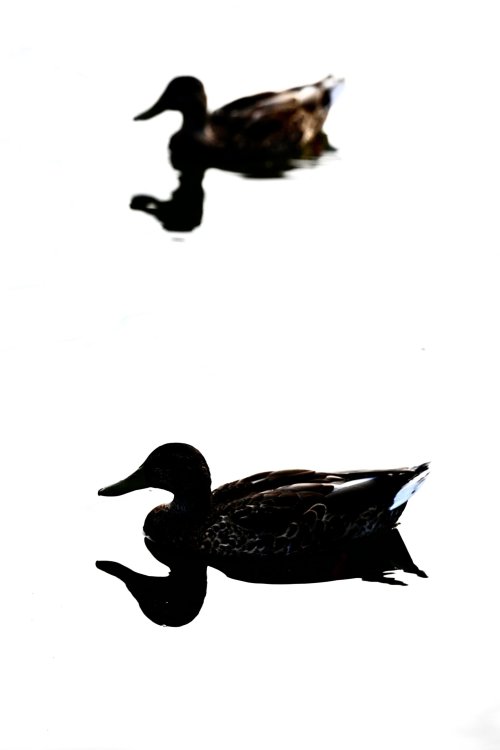 _DSC9123.jpeg