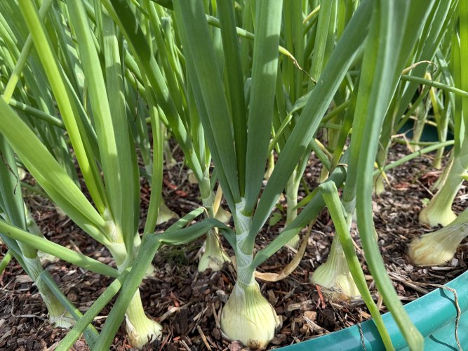 onions.jpeg
