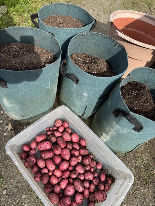 potatoes.jpeg