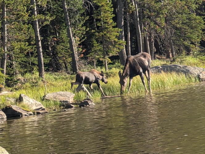 cow and calf moose.jpeg