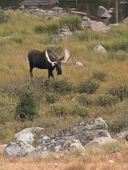 Bull moose at Marion Lake.jpeg