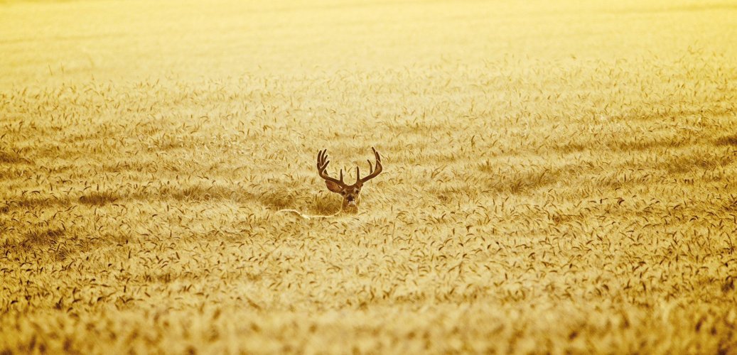 wheat_buck_resized.jpg