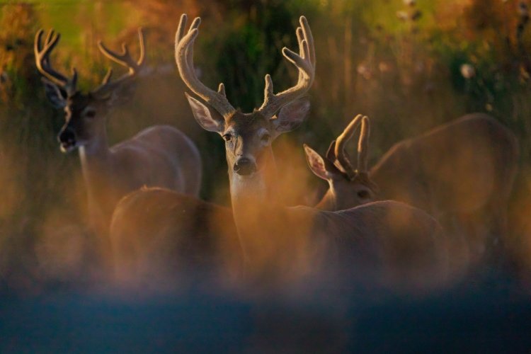 goldenhour_bucks.jpg