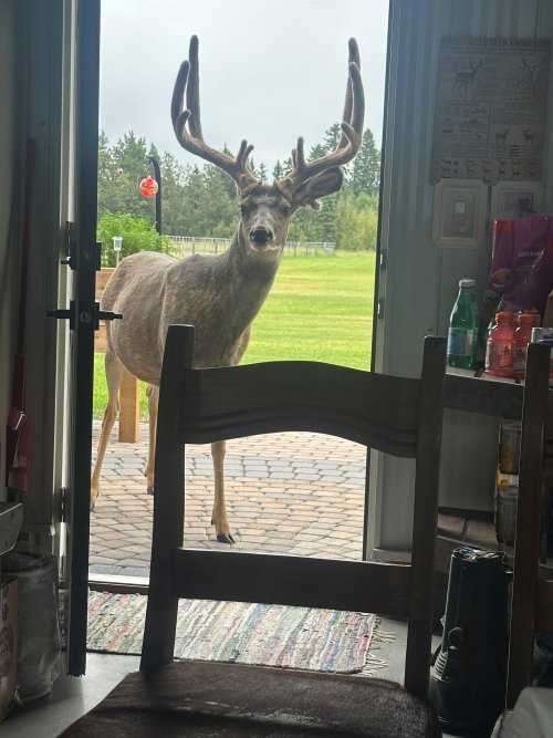 yardbuck.jpg