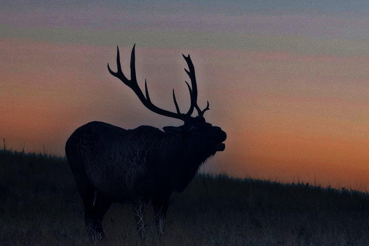 sunrise_elk2_resize2000pix.jpg