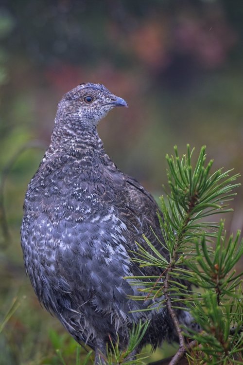 blue_grouse.jpg