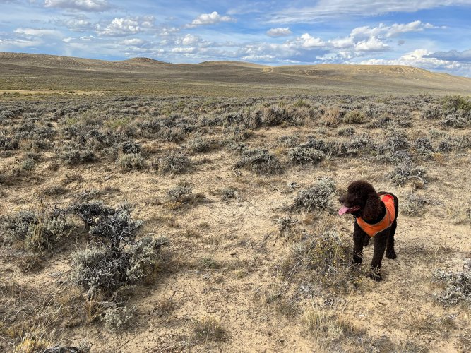 sage grouse hunting.jpeg