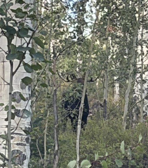 IMG_0621.jpeg