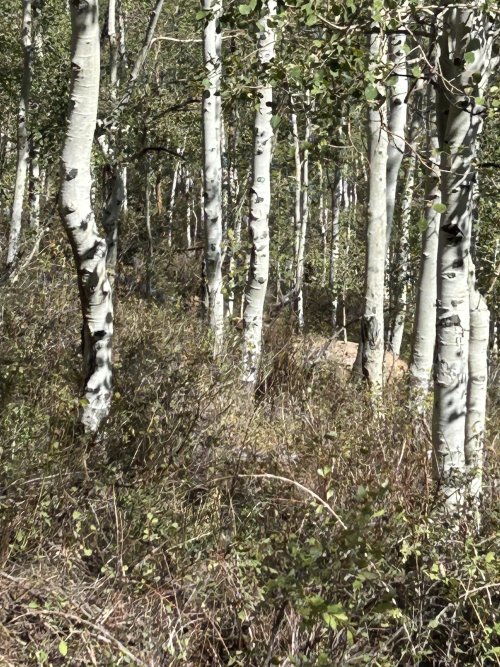 IMG_3079.jpeg IMG_3079.jpeg