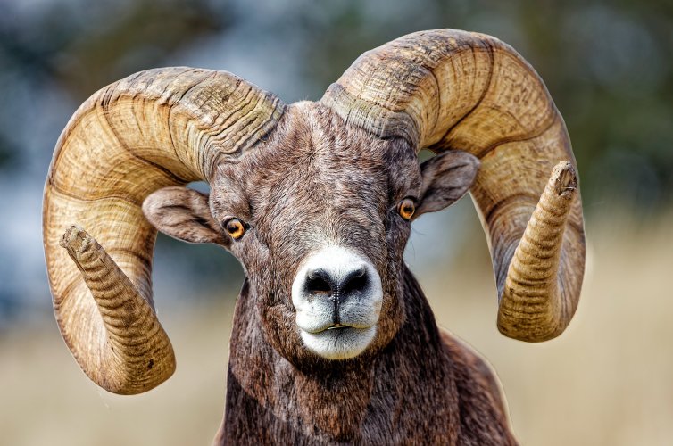 DXO_ram_resize2048.jpg