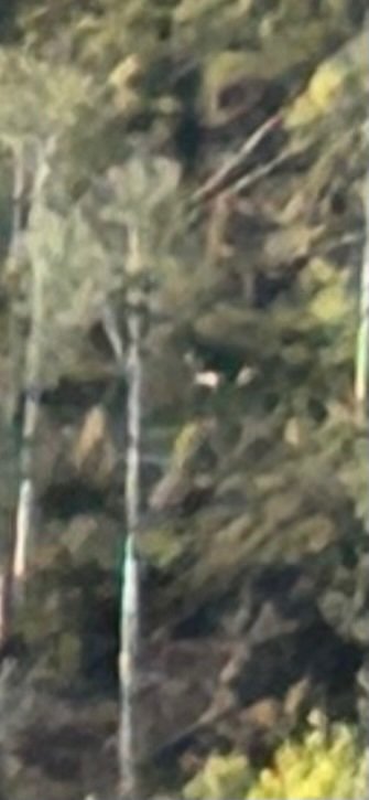 IMG_3145.jpeg