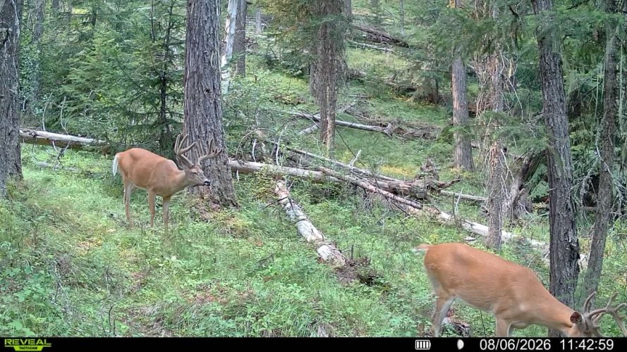 good whitetail.jpg good whitetail.jpg