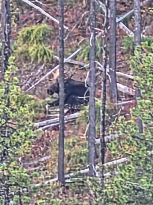 first shot of big bull.jpg first shot of big bull.jpg